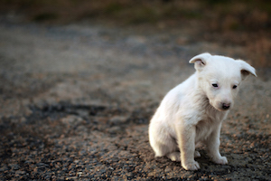 abandoned pet